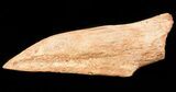 Spinosaurus Toe Claw - Kem Kem Beds #42874-2